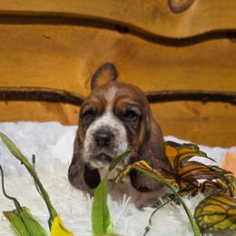 Wilson - Brown and white male Basset Hound puppy in Big Rapids, Michigan from Basket Hound Bassets