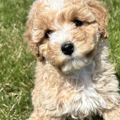 Double Doodles from Krystle’s Premier Doodles