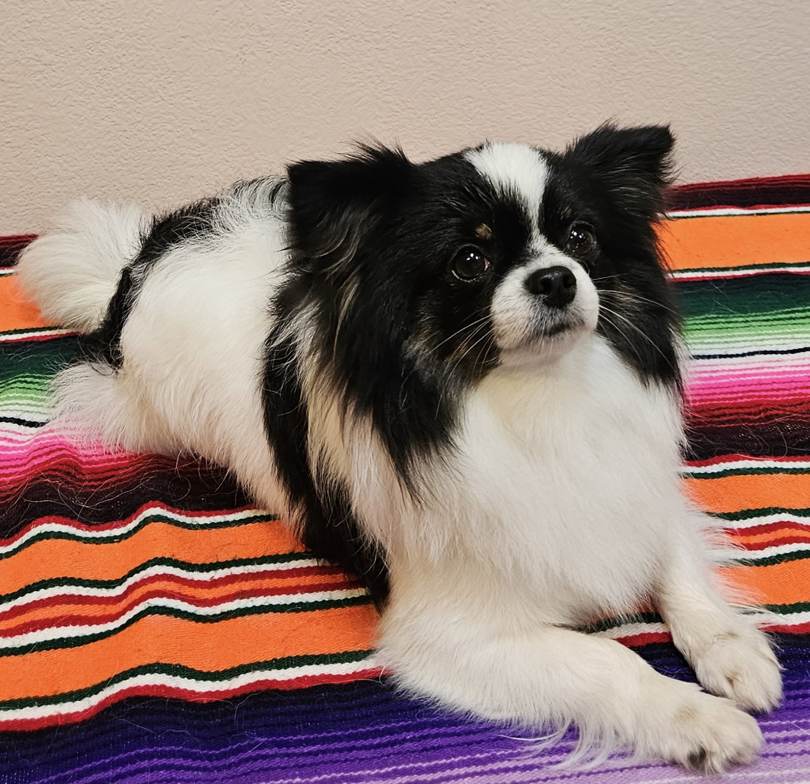 Chihuahua All Grown Up from Little Amigos