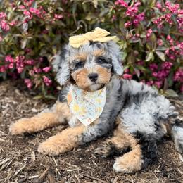 Topaz - Micro Bernedoodle 15-20lbs - Blue merle female Bernedoodle puppy in Pittsburgh, Pennsylvania from WestPenn Doodles LLC