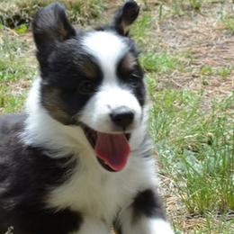 Thumper- Bambi's best friend - Black tri Miniature American Shepherd puppy in Colorado from Mountain Cross Minis
