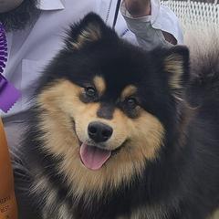 Bandit - Finnish Lapphund