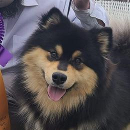 Bandit - Finnish Lapphund