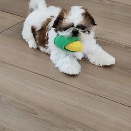 Shih Tzu Puppies from Journie Shih Tzu