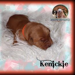 Me I lie - Dark golden male Golden Retriever puppy in Anson, Texas from Diamond Bar N Ranch