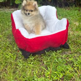 Cleo Cleopatra 3000 - Blue merle female Pomeranian puppy in Naples, Florida from 🤎 Dreaming Puppies 🐶