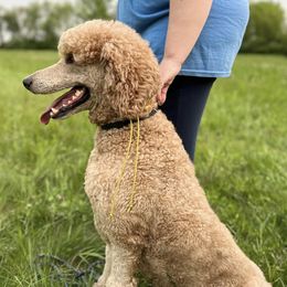 Poodles from New Frontier Service Dogs