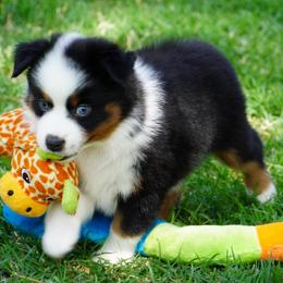 Girl 1 - Black tri female Miniature Australian Shepherd puppy in Lawton, Oklahoma from Lindsey’s Aussies