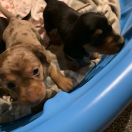 Dachshund Puppies from Mardox Dachshunds