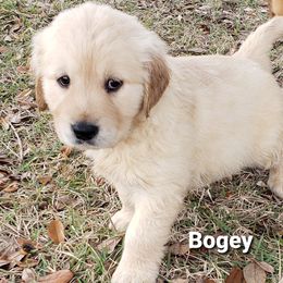 Goldendoodle and Golden Retriever Puppies from A Golden Summer
