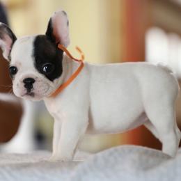 Orange Collar - White and brindle female French Bulldog puppy in Wichita, Kansas from Phantasticus French Bulldogs