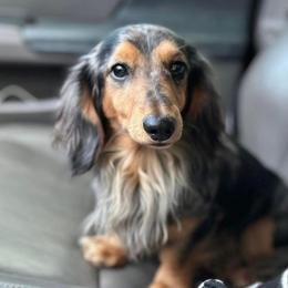 Jax - Dapple male Dachshund puppy in Denison, Texas from Rising Dawn Dachshunds