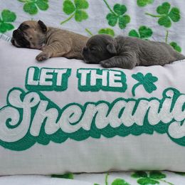 French Bulldog Puppies from Busy Bee French Bulldogs