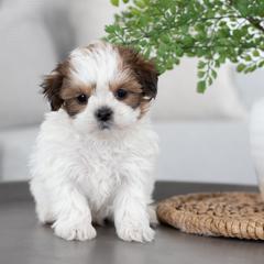 Maltipoo, Shichon, and Shihpoo Puppies from Timbercreek Puppies