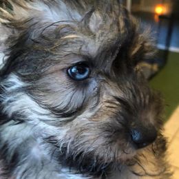 Miniature Schnauzers from Donna’s Snazzy Schnauzers