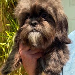 Prince - Black and white male Shih Tzu puppy in Victorville, California from Precioustzus