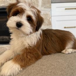 Bernedoodle, Cavapoo, Havanese, and Havapoo Puppies from Lady Paws Puppies - Cassie