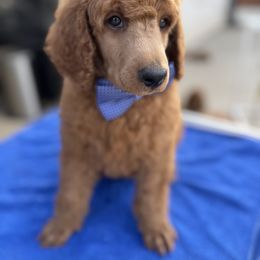 Blue collar boy - Red  male Poodle puppy in Riverside, California from Riverside red poodles
