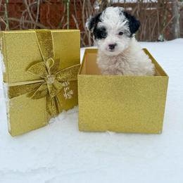 Frost - Parti male Yorkipoo puppy in Clifton, New Jersey from Kdash_yorkies