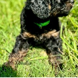 Australian Labradoodle, Bernedoodle, Cavapoo, and Poodle Puppies from Walk with Me Doodles