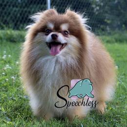 Buckeye - Pomeranian
