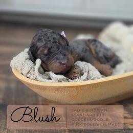 Pink - Merle female Goldendoodle puppy in West Chester, Ohio from Doodles of West Chester