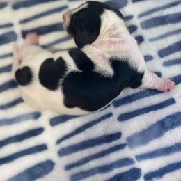 AKC Black Tan Piebald - Piebald male Dachshund puppy in Summerville, South Carolina from Funk's Four-Legged Friends