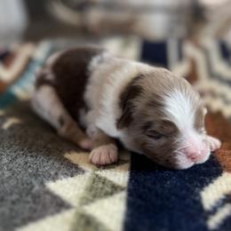 Nacho - Red merle male Miniature Australian Shepherd puppy in Bethany, Illinois from Rachel at Marrowbone Creek Aussies