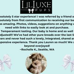 Morkie and Shorkie Puppies from Lil Luxe Pups