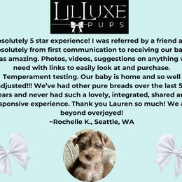 Morkie and Shorkie Puppies from Lil Luxe Pups