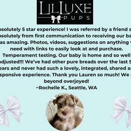 Morkie and Shorkie Puppies from Lil Luxe Pups