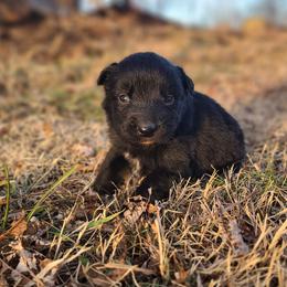 Donner - Black & white male Australian Shepherd puppy in Spartanburg, South Carolina from Squirrelytail Farms