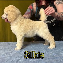 Silkie - Cream female Poodle puppy in Aurora, Colorado from Chiaroscuro Kennel