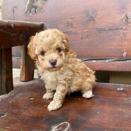 Male 1 - Apricot male Poodle puppy in Spring Hill, Tennessee from Duke's Mini & Toy Australian Shepherds & Aussiedoodles