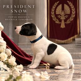 Snow - Black and white male Great Dane puppy in Montgomery, Texas from KD Sweet Southern Danes