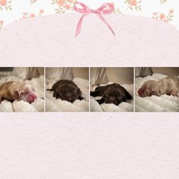 Cocker Spaniel puppies from Cocker Cottage