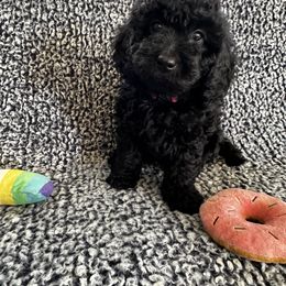 Bernedoodle, Goldendoodle, and Shih Tzu Puppies from TrueLine kennels