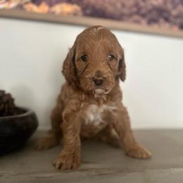 Tamara - Apricot female Goldendoodle puppy in Shingle Springs, California from Creamy Retrievers