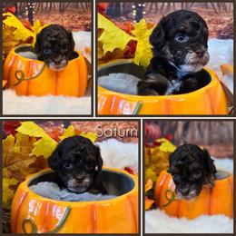 Saturn - Red tri-color male Aussiedoodle puppy in Prescott Valley, Arizona from Ramirez Family Doodles