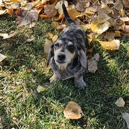 Gracie dapple smooth - Dapple Dachshund puppy in Malad City, Idaho from Mountain Sage Dachshunds