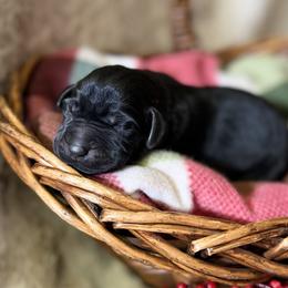 Labrador Retriever Puppies from Knotty Creek Labradors