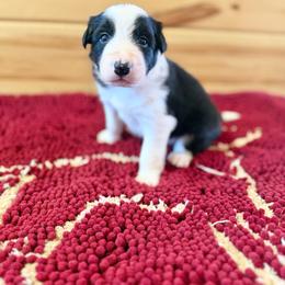 Bronco - Black and white male Border Collie puppy in Owenton, Kentucky from Three16 Ranch