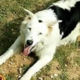 Brandy - Border Collie