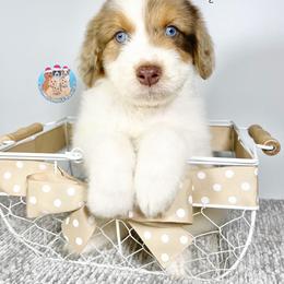 Aussiedoodle, Bernedoodle, and Goldendoodle Puppies from Dandy Doodle Ranch