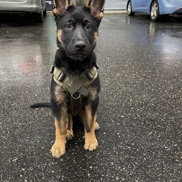 German Shepherd Puppies from Lucky Star Shepherds