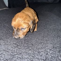 Chonker - Red male Dachshund puppy in Oak Ridge, Tennessee from It’s just a wiener dachshund