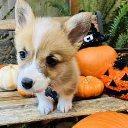 American Corgi and Pembroke Welsh Corgi Puppies from Cascadian Space Coast Corgis LLC