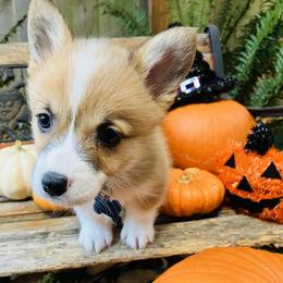 American Corgi and Pembroke Welsh Corgi Puppies from Cascadian Space Coast Corgis LLC
