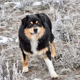 Brogan - Australian Shepherd