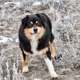 Brogan - Australian Shepherd